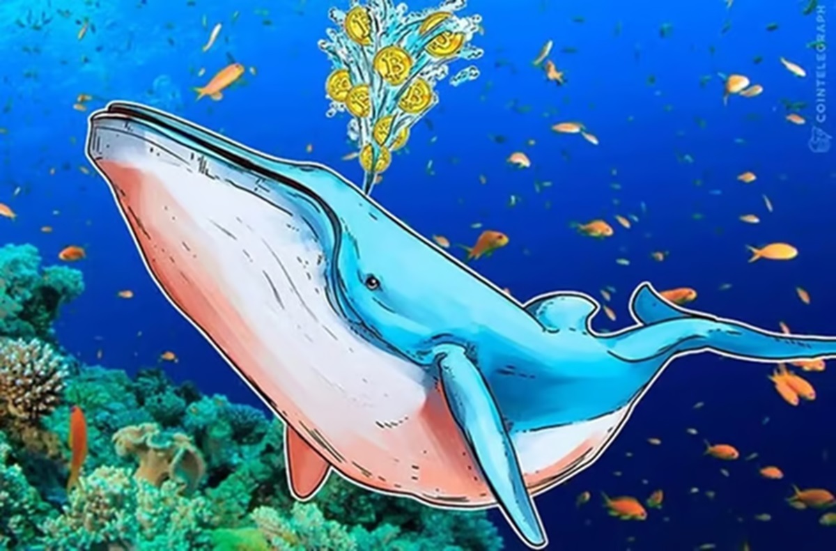 whales-ignore-sardine-panic-increase-self-custody-and-reduce-risk-of-sharp-bitcoin-drop