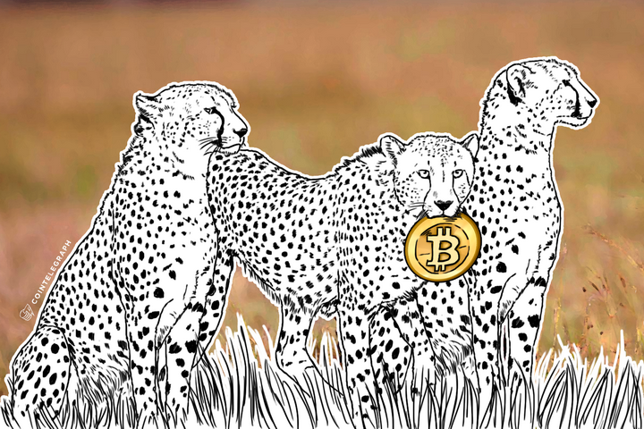 cheetahs-africas-young-minds-embrace-bitcoin-op-ed