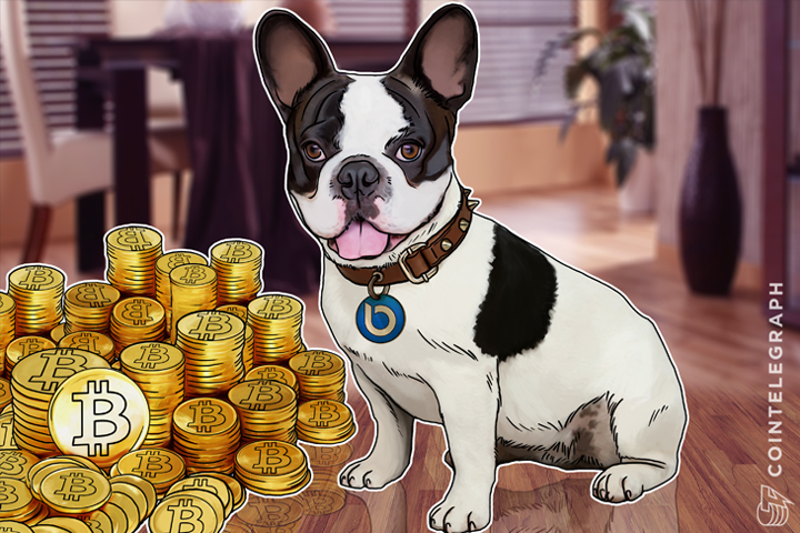 apple-has-siri-now-bitcoin-has-lola-the-french-bulldog