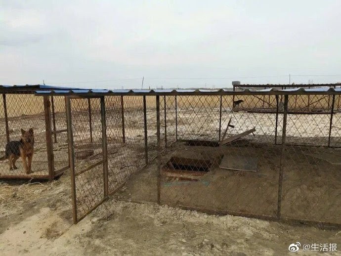 Cryptocurrency mining operation under a dog kennel